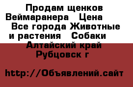 Продам щенков Веймаранера › Цена ­ 30 - Все города Животные и растения » Собаки   . Алтайский край,Рубцовск г.